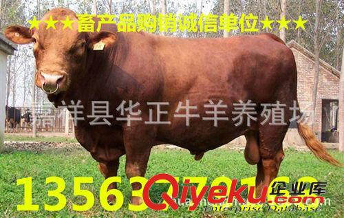 抚顺东洲区利木赞肉牛犊2个月多少钱利木赞肉牛犊育肥