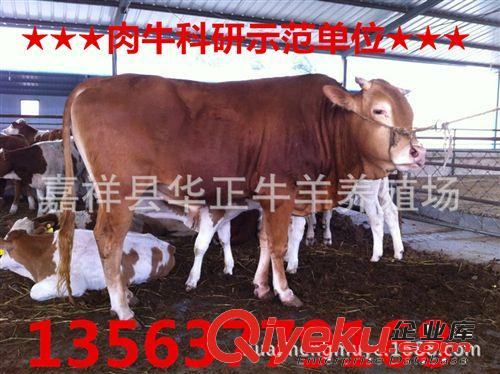 抚顺东洲区利木赞肉牛犊2个月多少钱利木赞肉牛犊育肥