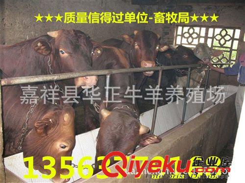 抚顺东洲区利木赞肉牛犊2个月多少钱利木赞肉牛犊育肥