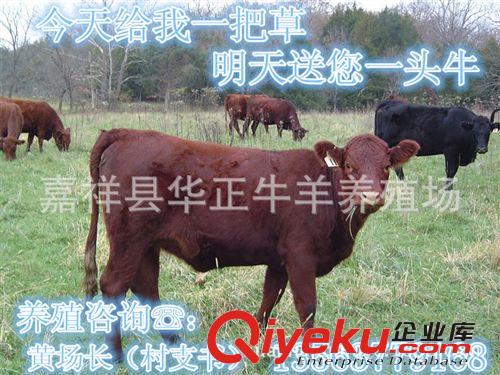 丹東市元寶區(qū)牛養(yǎng)殖種苗利木贊肉牛犢肉牛養(yǎng)殖技術(shù)