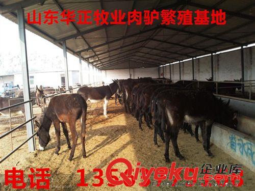 種驢 哪里有賣驢的