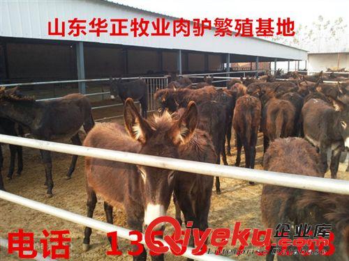 肉驴 成年 驴价格多少一斤 肉驴驹 厂家直销