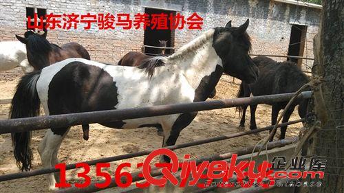 【四方】哪里有卖小马的 哪里有马卖  走马 马适合什么环境