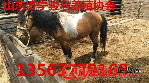 【四方】哪里有卖小马的 哪里有马卖  走马 马适合什么环境