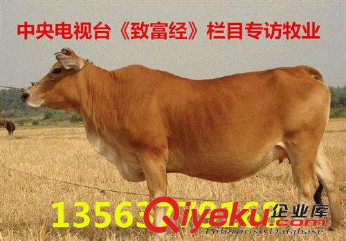 三河馬 價(jià)格  多少錢 哪里有三河馬 馬都飼養(yǎng)哪些吃的原始圖片3