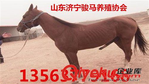【新干】蒙古馬價(jià)格 蒙古馬多少錢 蒙古馬養(yǎng)殖原始圖片2