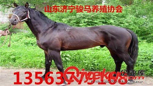 【新干】蒙古馬價(jià)格 蒙古馬多少錢 蒙古馬養(yǎng)殖原始圖片3