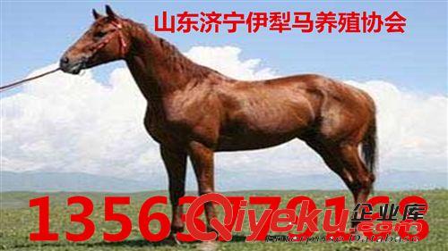 【吉水】純血馬價格 什么地方適合養殖純血馬 純血馬多少錢