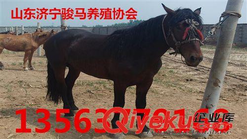 【九江】什么品种的马比较温顺、适合休闲骑乘