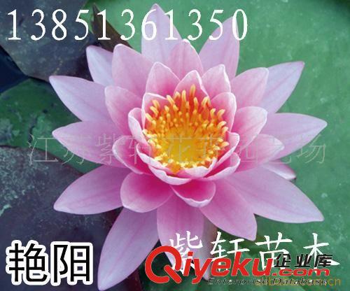 供應花葉水蔥-花葉蘆竹-紫芋-花葉香蒲