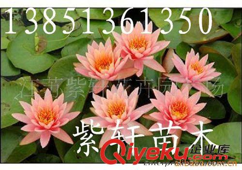 供應(yīng)睡蓮-荷花-黃菖蒲-千屈菜-蘆葦原始圖片2