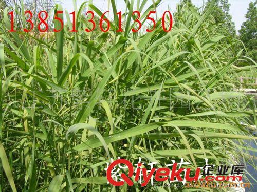 供應(yīng)睡蓮-荷花-黃菖蒲-千屈菜-蘆葦原始圖片3