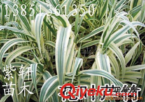 供應水生觀賞花卉-旱傘草-又名（風車草、水竹