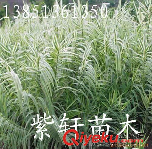 供應花葉水蔥-花葉蘆竹-紫芋-花葉香蒲原始圖片2