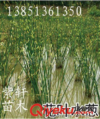 供應花葉水蔥-花葉蘆竹-紫芋-花葉香蒲原始圖片3
