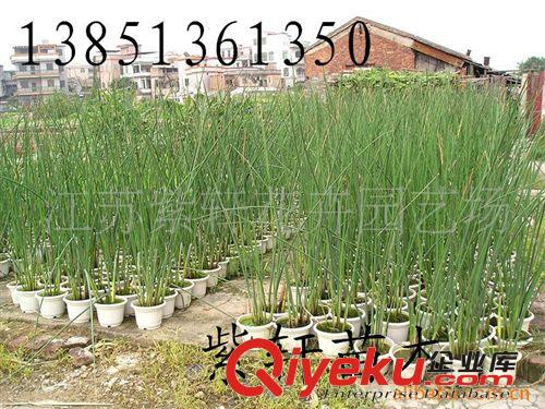供應水生觀賞花卉-旱傘草-又名（風車草、水竹原始圖片3