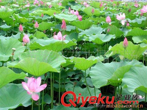 供應(yīng)水蔥-水生花卉-花菖蒲-水生鳶尾-旱傘草