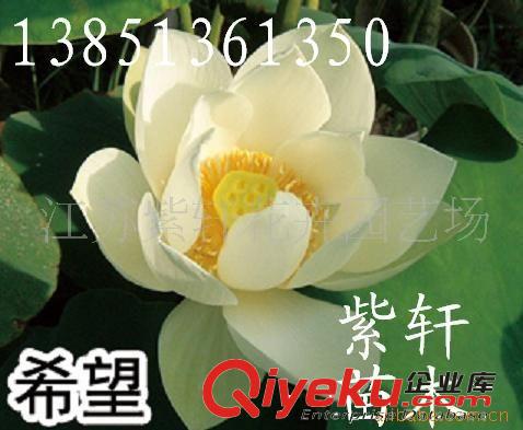供應水生花卉-荷花(圖)原始圖片2