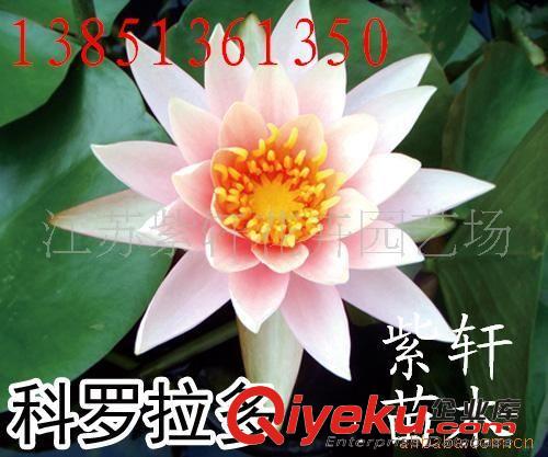 供應水生花卉-荷花(圖)原始圖片3