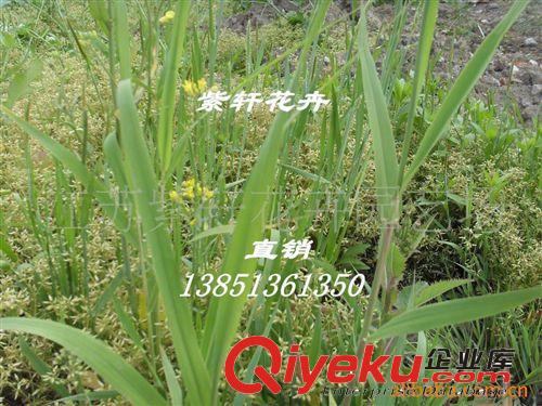 供應進口草種，國產草種，草坪種子，牧草種子