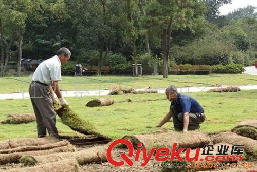 供應(yīng)草坪，草籽高羊茅、、狗牙根等種子(圖)