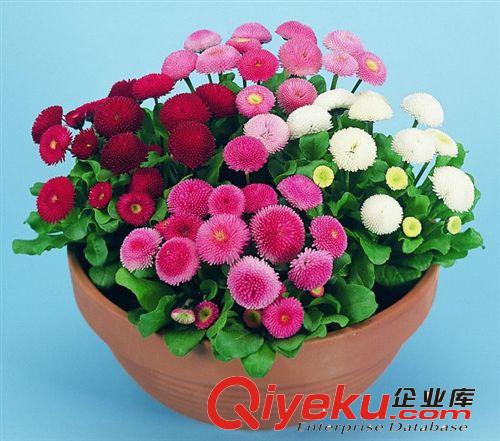 供應(yīng) 花卉 林木種子合歡樹 種子 絨花樹種子