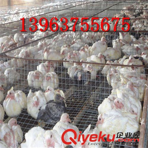 供應(yīng)蕪湖肉鴿，肉鴿養(yǎng)殖！肉鴿今年行情很好，抓緊養(yǎng)殖肉鴿吧！