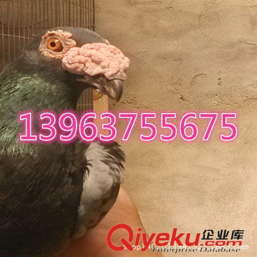 供應新疆馬頭鴿子 蛇頭鴿子！ 空運發貨，五小時到達