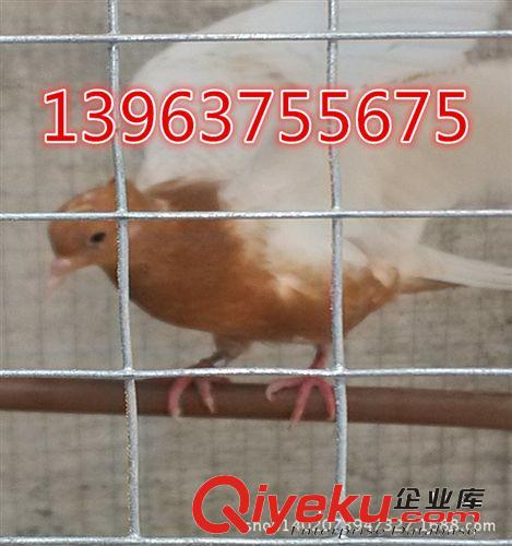天使鴿子有幾種顏色？哪種顏色{zh0}看？黃頭天使鴿子原始圖片2