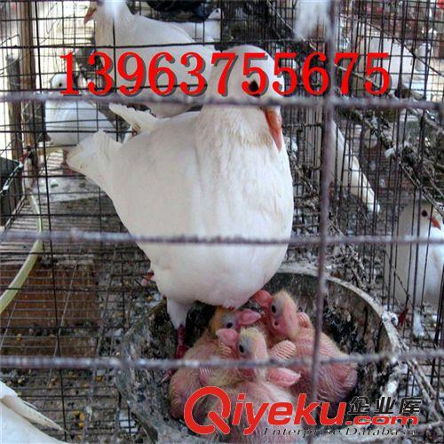 大鼻子鴿子在換羽期應該注意什么？大鼻子鴿子圖片  13963755675