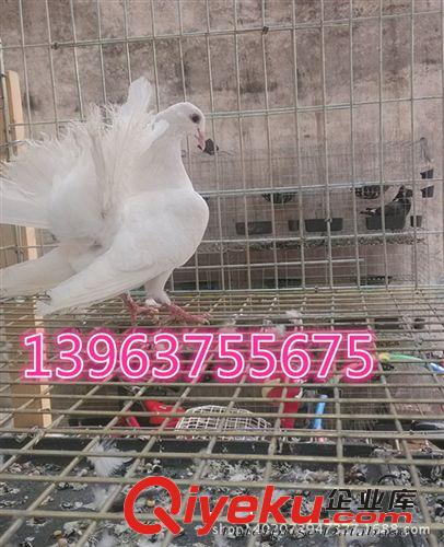 阜康哪里有賣鳳尾鴿子的。鳳尾鴿的特點 鳳尾鴿的價格 觀賞鴿原始圖片3