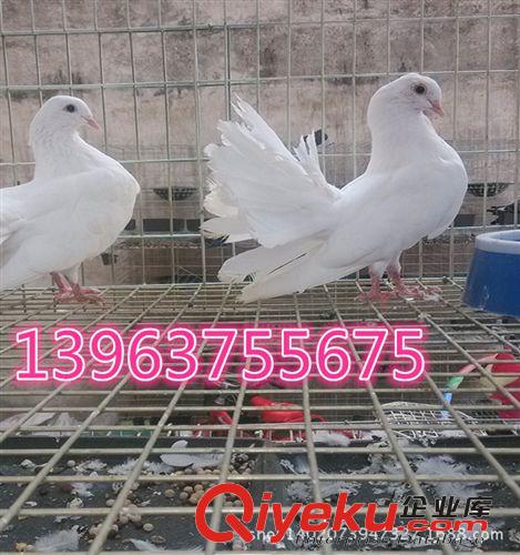 阜康哪里有賣鳳尾鴿子的。鳳尾鴿的特點 鳳尾鴿的價格 觀賞鴿