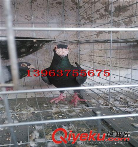 供應蚌埠觀賞鴿，那里的觀賞鴿品種齊全！出售觀賞鴿13963755675原始圖片3