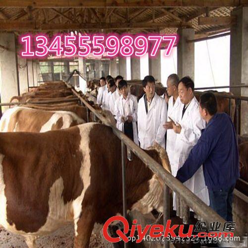 供應(yīng)福建肉牛,西門塔爾改良肉牛,來(lái)我廠買肉牛可免費(fèi)運(yùn)輸