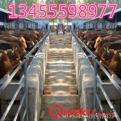天騰牧業廠家直銷肉牛，免費運輸車送貨上門，肉牛價格