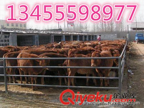 天騰牧業廠家直銷肉牛，免費運輸車送貨上門，肉牛價格