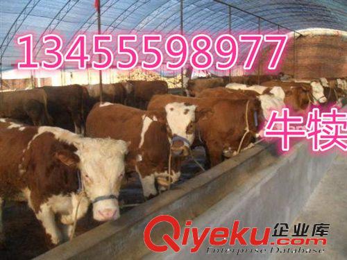 廣西梧州直銷肉牛，免費運輸送貨上門，魯西黃牛價格