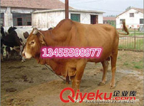供應青海西門塔爾牛肉牛,純種肉牛,魯西黃牛免費運輸！@肉牛價格原始圖片3