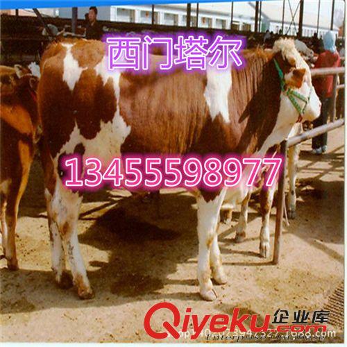 供應肉牛養殖戶{zh0}的選擇去處，山東天騰牧業！肉牛價格
