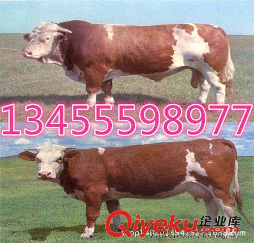 供應肉牛養殖戶{zh0}的選擇去處，山東天騰牧業！肉牛價格