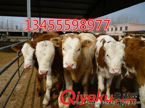 供應肉牛 肉牛犢，肉牛養殖在夏天需要注意什么！免費送貨上門！
