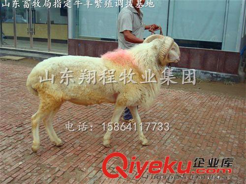 低價出售小尾寒羊羊羔 種羊 小尾寒羊養(yǎng)殖基地
