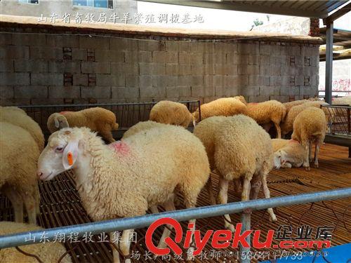 低價出售小尾寒羊羊羔 種羊 小尾寒羊養(yǎng)殖基地
