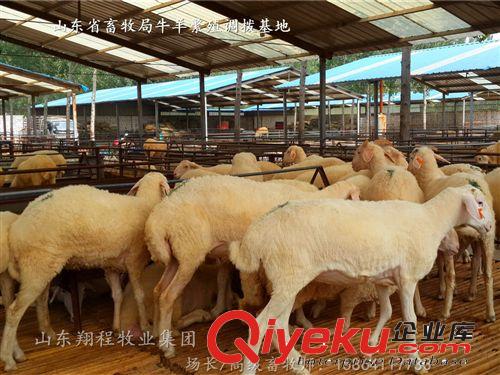 低價出售小尾寒羊羊羔 種羊 小尾寒羊養(yǎng)殖基地
