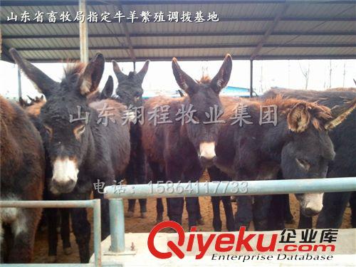 肉驢養殖場 山東{zd0}肉驢毛驢基地 改良品種 長勢快 高出肉！