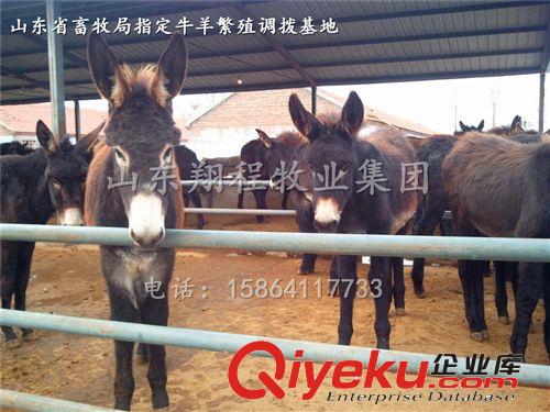 供應優質德州驢 肉驢種驢養殖 肉驢育肥技術
