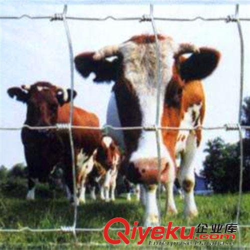 養(yǎng)殖牛羊?qū)Ｓ门诰W(wǎng)、安平森立不銹鋼草原網(wǎng)、廠家直銷牛欄網(wǎng)原始圖片3