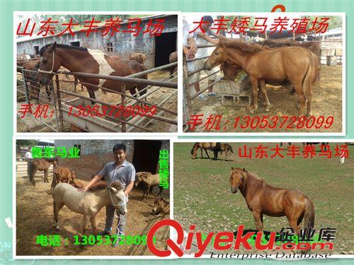 廣東德寶矮馬  漢宮矮馬 袖珍矮繁育基地