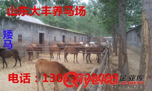 漢宮矮馬 魯東馬業(yè)袖珍矮馬養(yǎng)殖基地德保矮馬原始圖片3