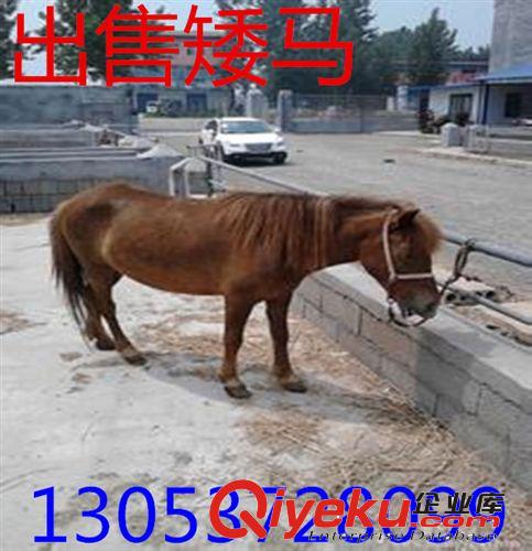 廣東德寶矮馬  漢宮矮馬 袖珍矮繁育基地